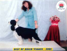 Marg and Fabio win Best of Breed Spring Fair 2001