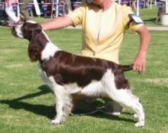"Fallon" wins Puppy in Group at the Spring Fair - 9 months